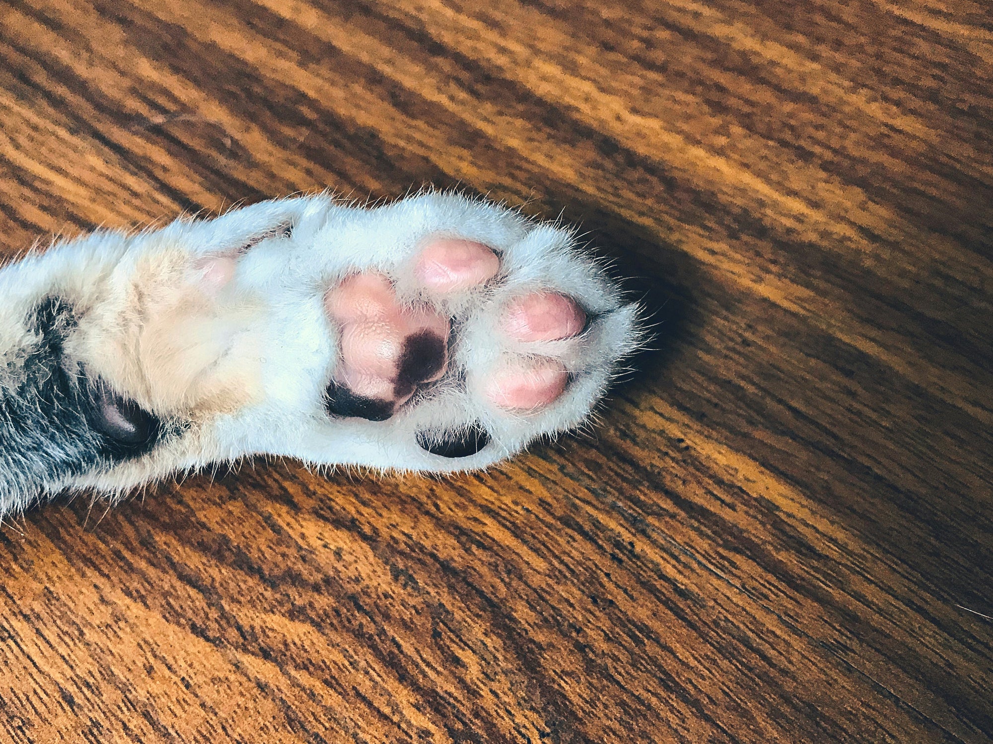 Easy Cat Nail Trimming: How to Safely Cut Your Cat's Claws at Home