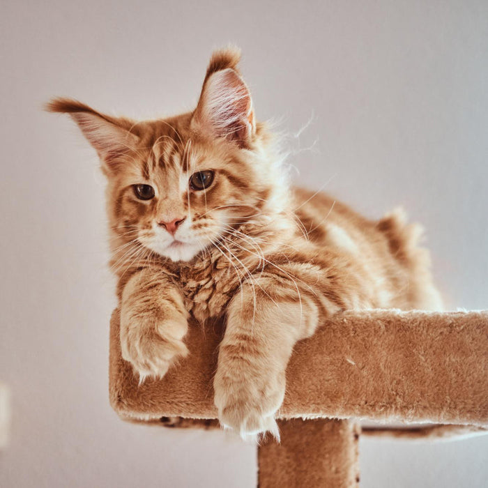 Cat Furniture