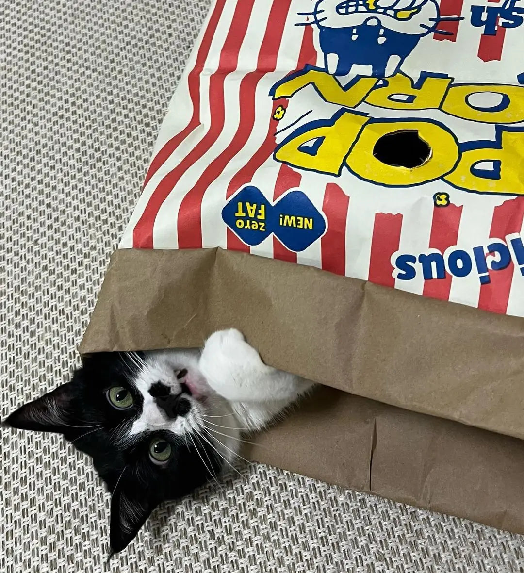 Paws & Popcorn Paper Cat Hideaway