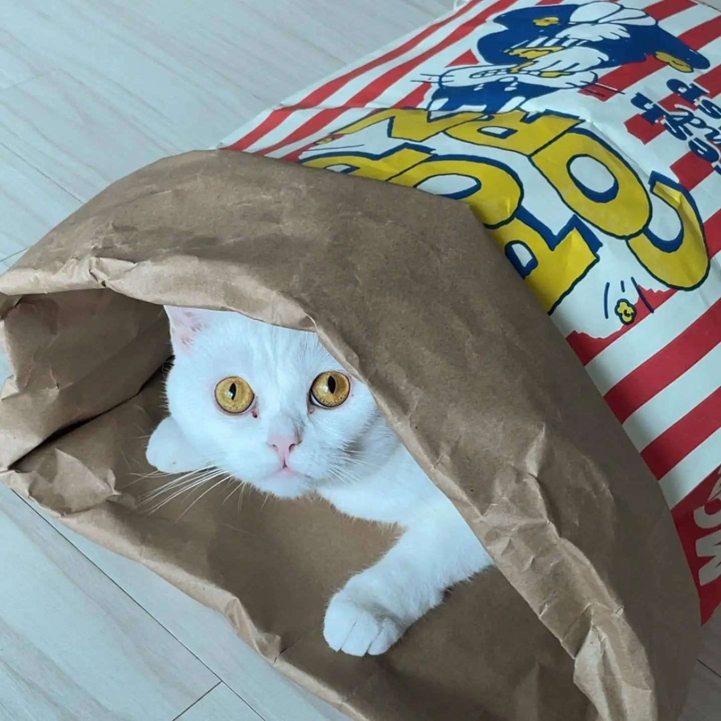 Paws & Popcorn Paper Cat Hideaway