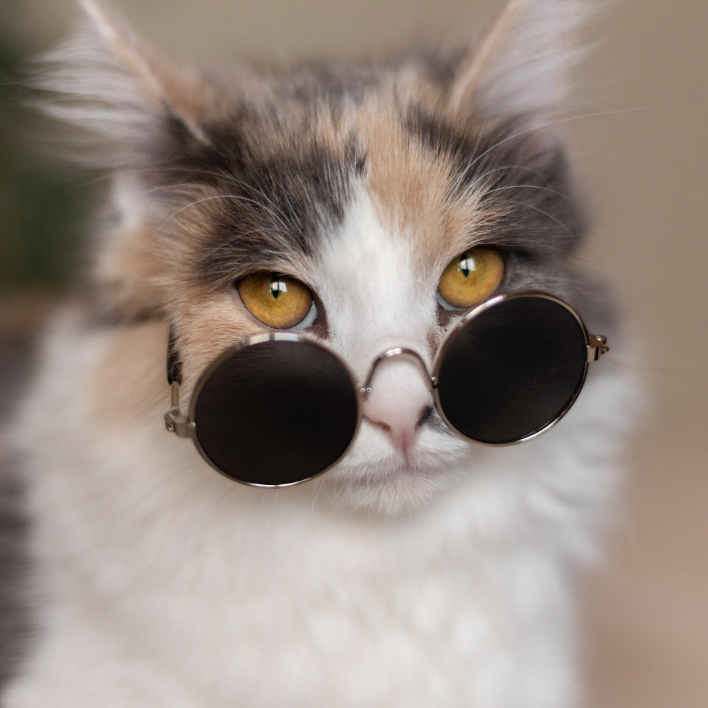 Cat Accessories