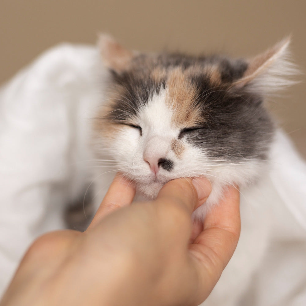 cat care