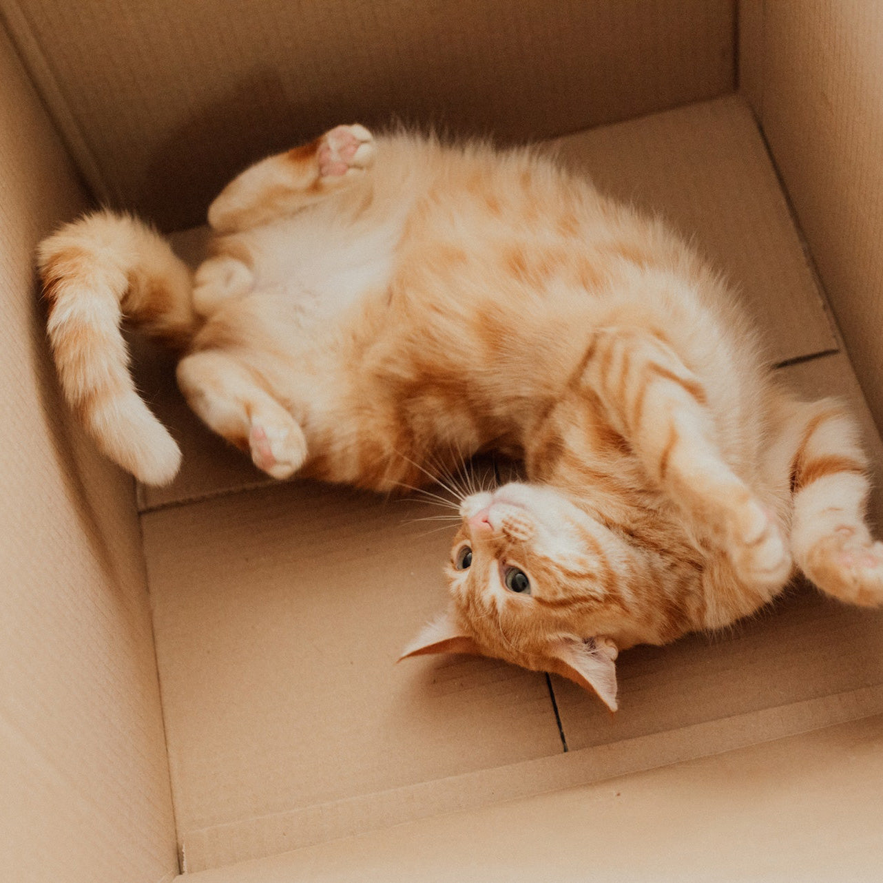 cat play