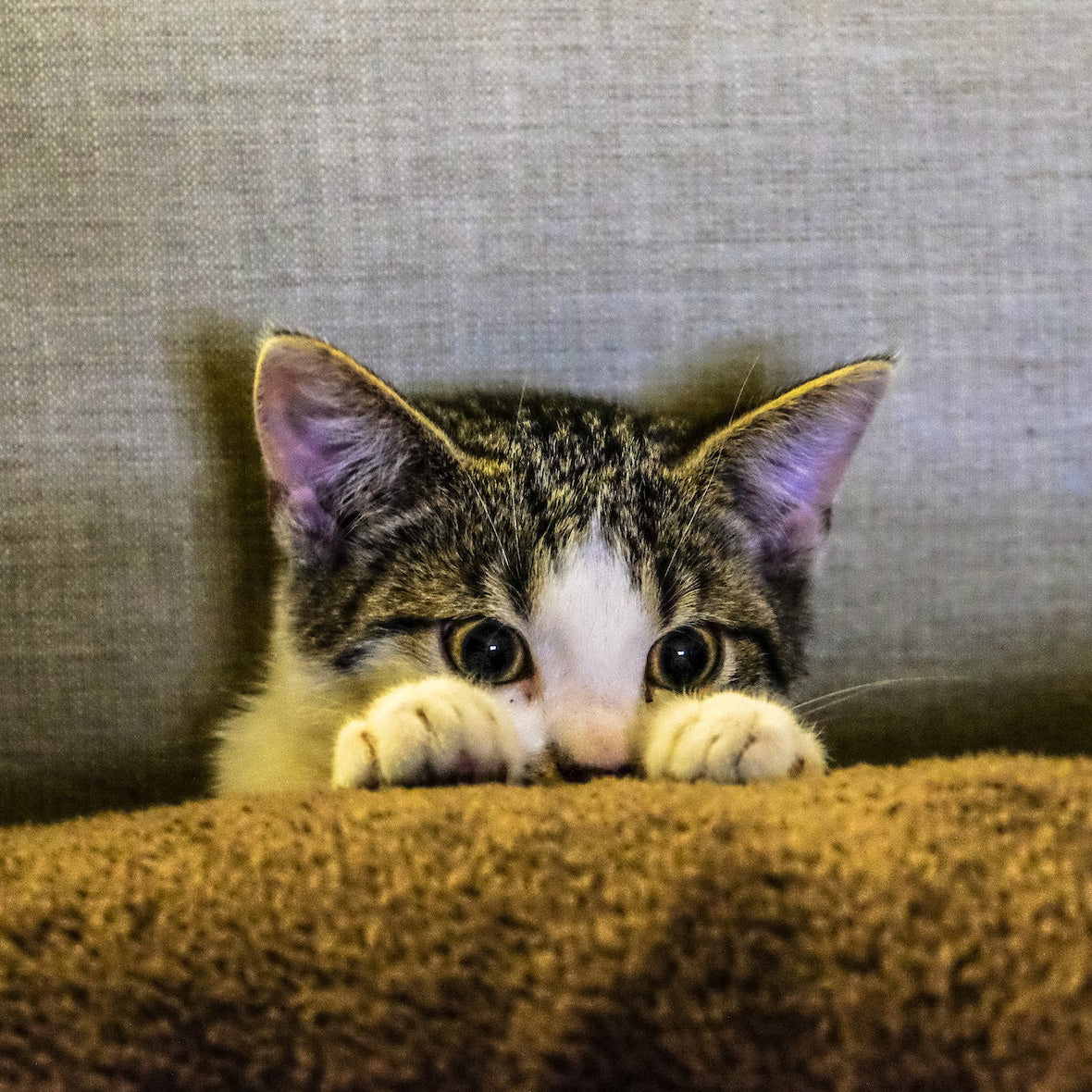 cat beds