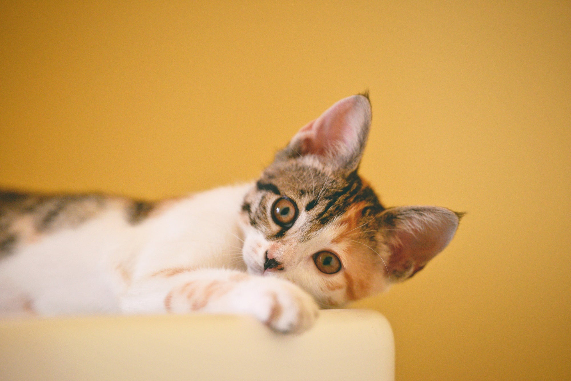 Why Do Cats Make Biscuits?