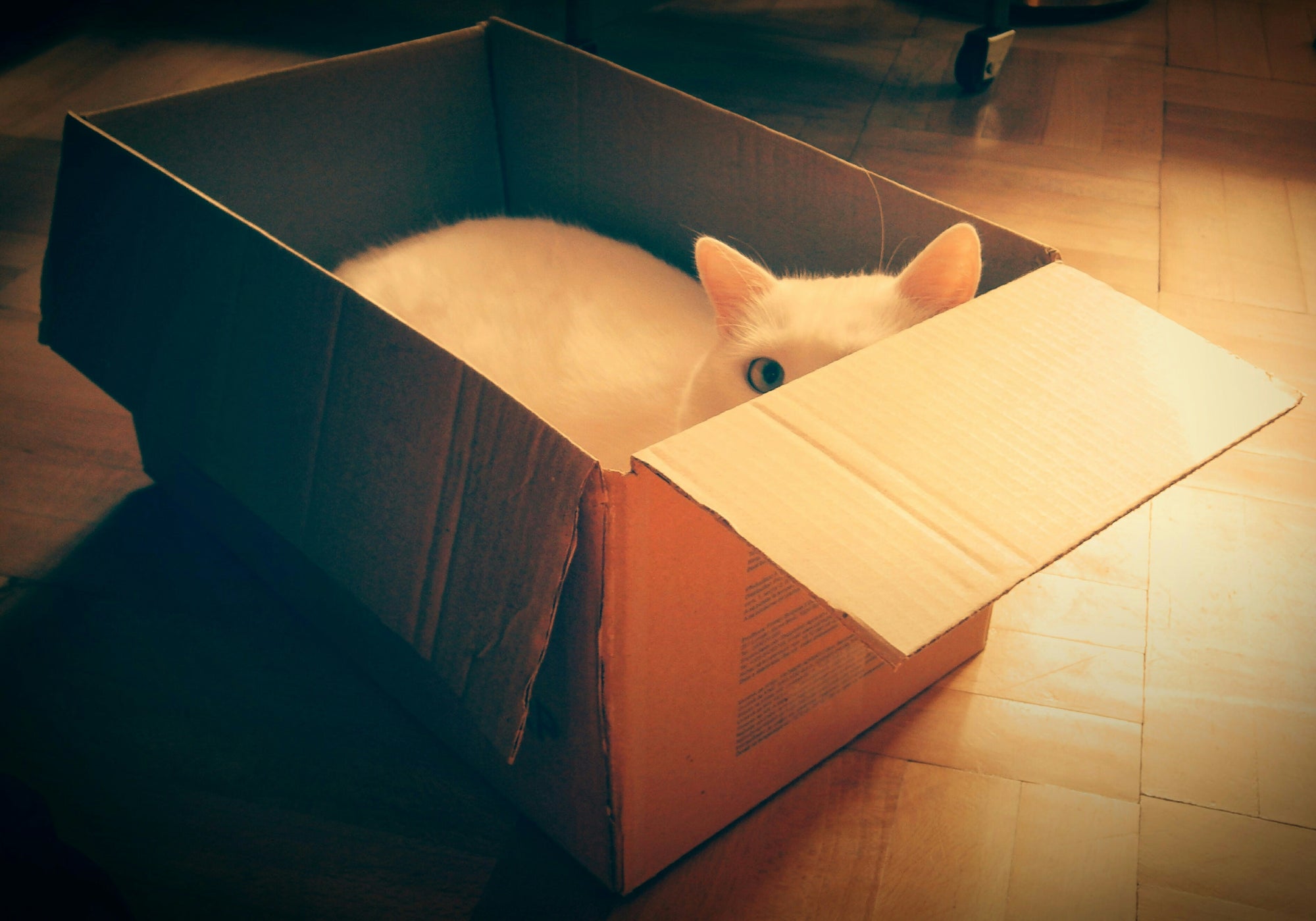 Unboxing the Truth: Why Cats Are Obsessed With Cardboard Boxes