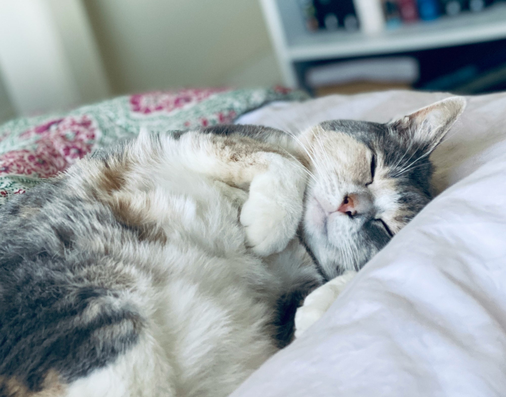 Why Do Cats Purr? Exploring the Mystery Behind the Sound