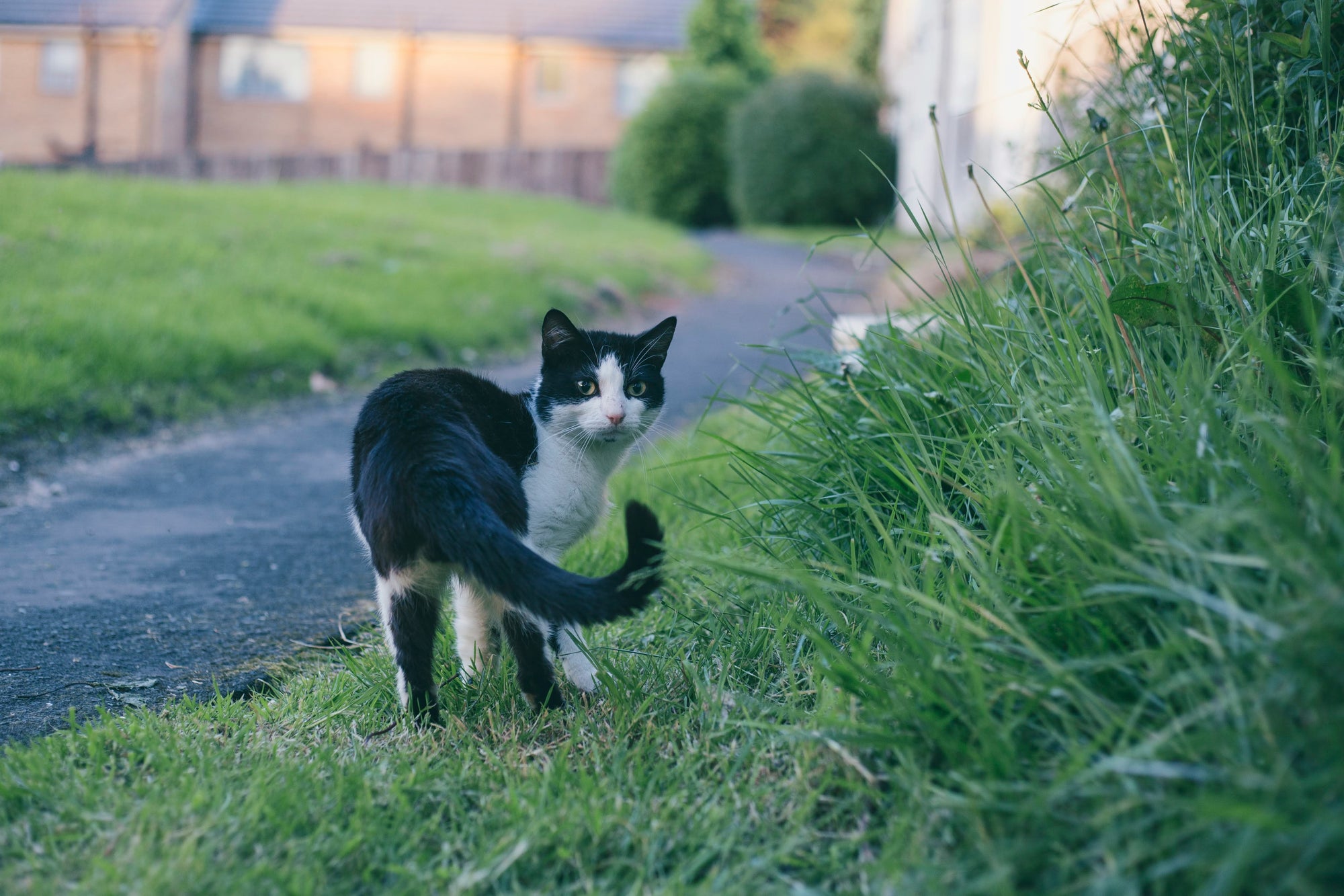 Tail Talk: What Your Cat's Tail Is Really Telling You