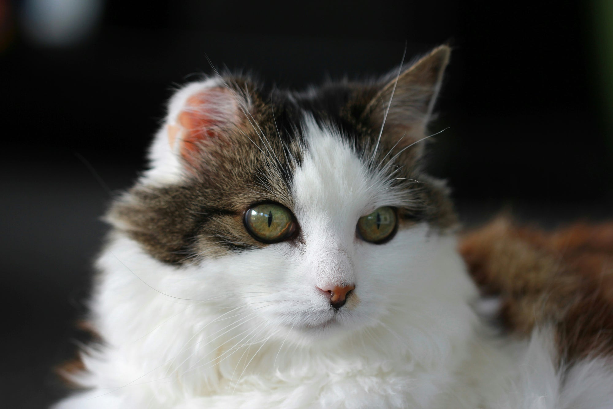 The Ultimate Guide to Stress-Free Vet Visits for Cats