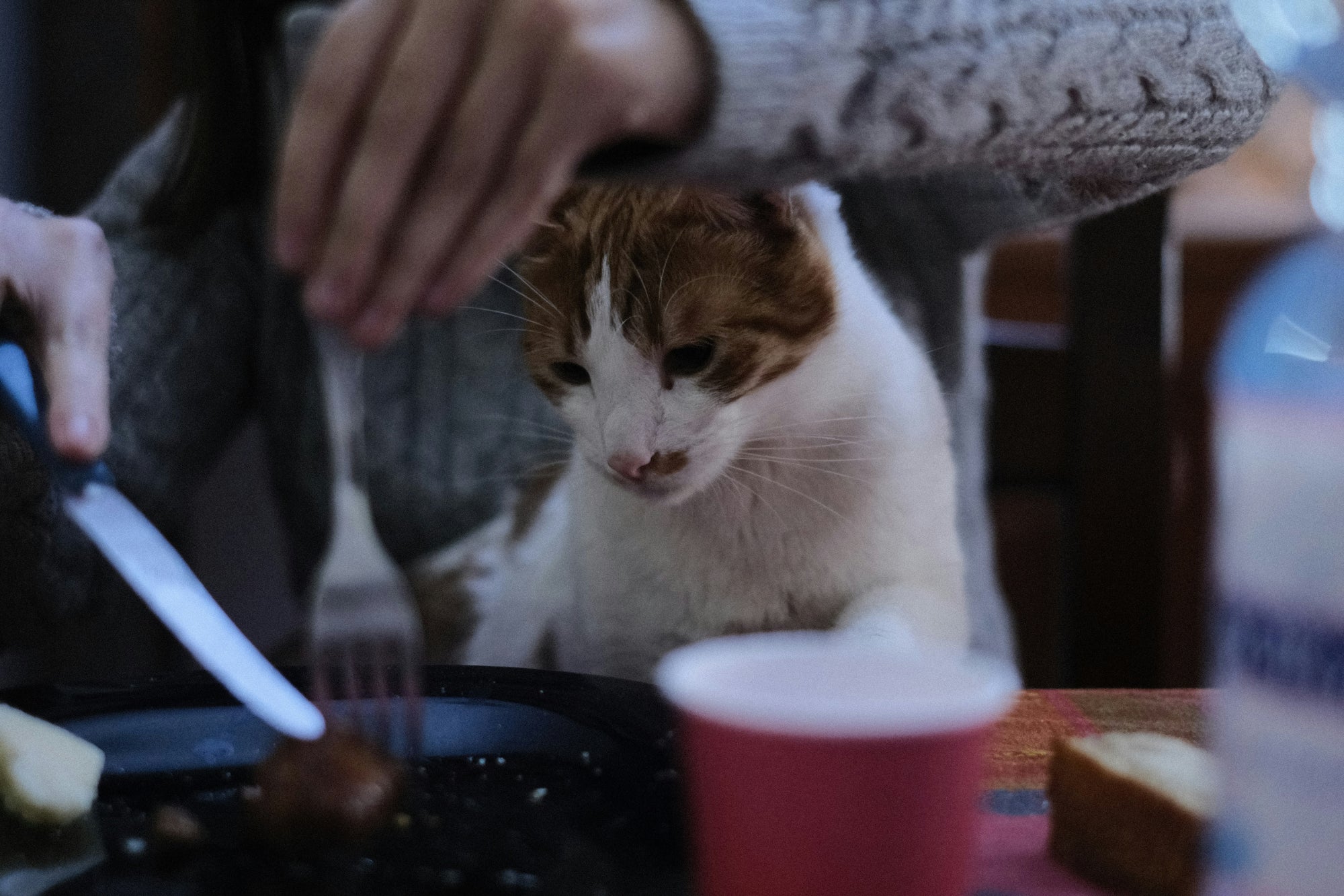 No-No Nibbles: Dangerous Foods Your Cat Should Never Eat