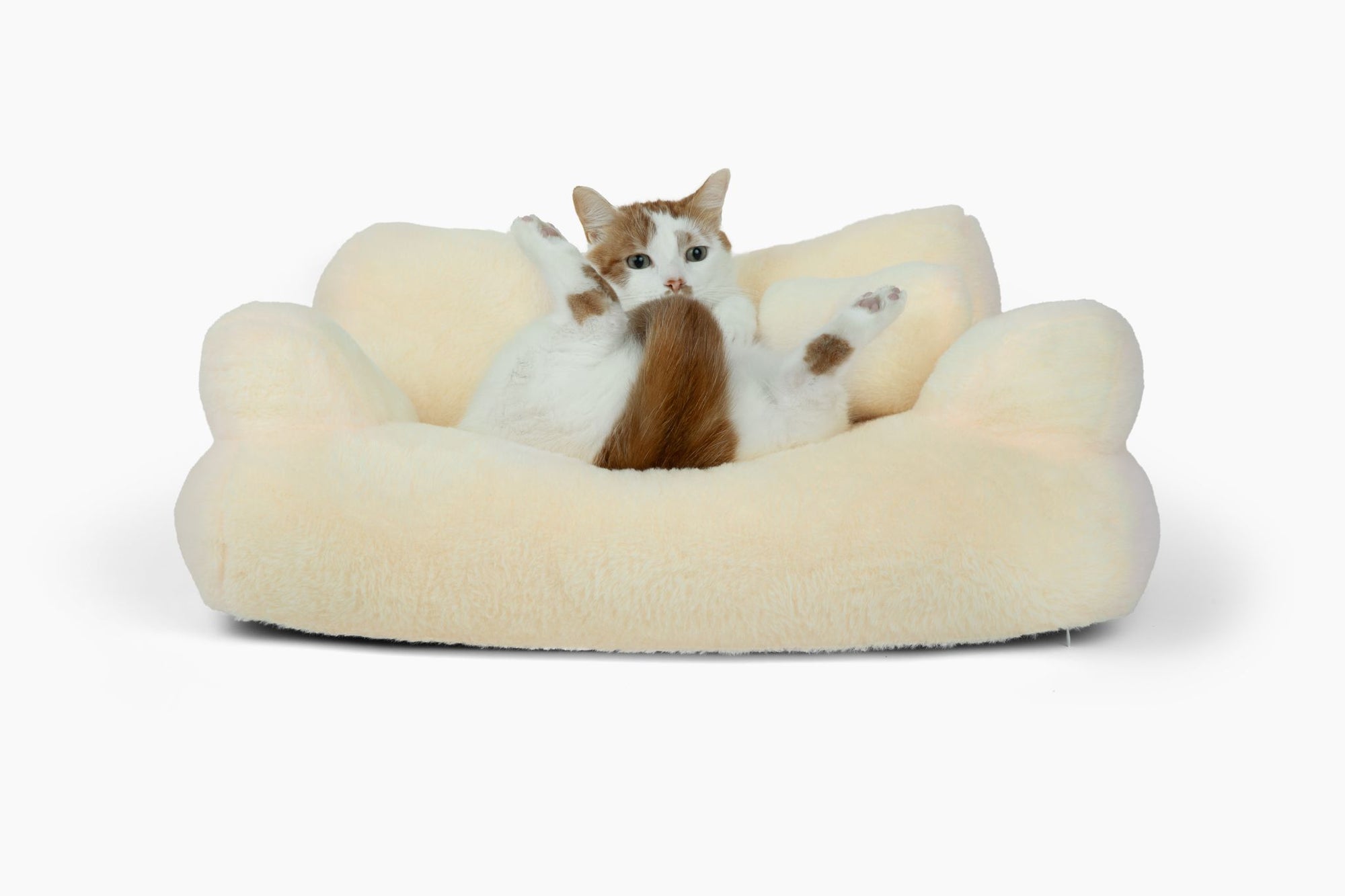How to Get Your Cat to Use Their Bed: Tips and Tricks for Success