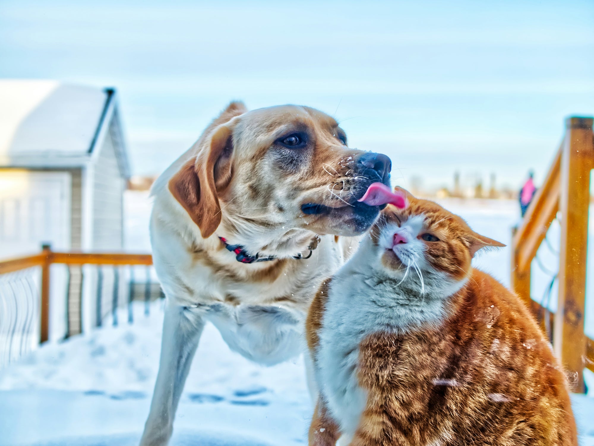 How to Introduce New Pets: A Complete Guide for a Harmonious Home
