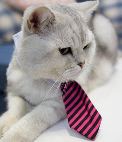Corporate Kitty Neck Tie Collar