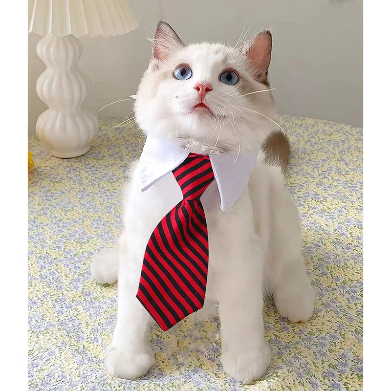 Corporate Kitty Necktie Collar