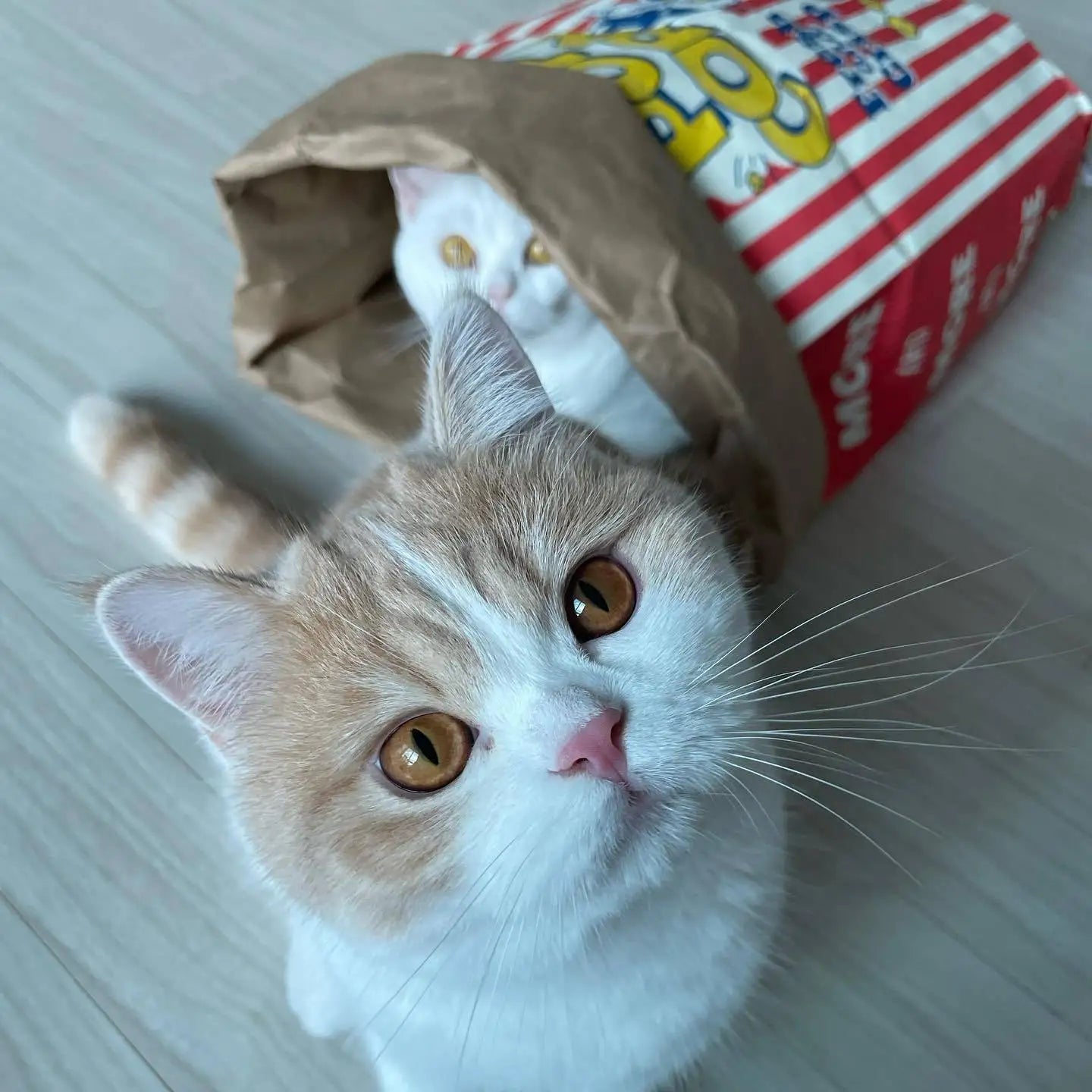 Paws & Popcorn Paper Cat Hideaway