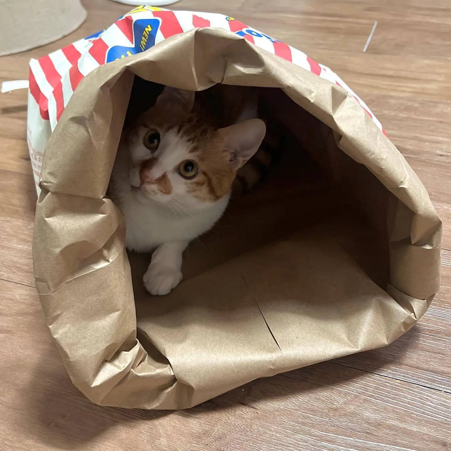 Paws & Popcorn Paper Cat Hideaway