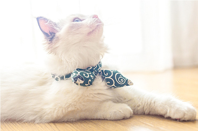 Kitty Bowtie Collar